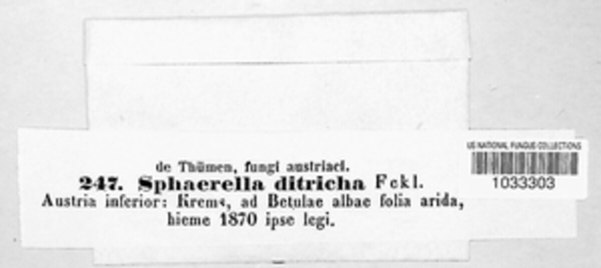 Venturia ditricha image